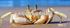 螃蟹吃什么食物好养活
