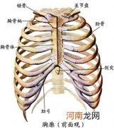 肋骨最下面是什么病