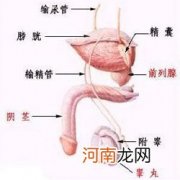 前列腺炎不治疗会怎么样