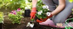 植物栽种之前给土壤进行消毒 土壤消毒的方法