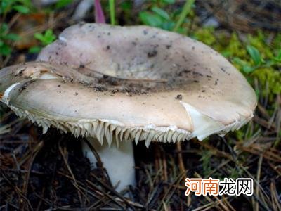 干蘑菇生虫子怎么办