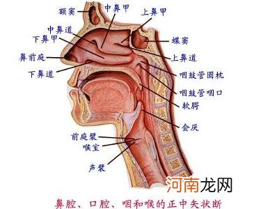 咽炎的异物是什么