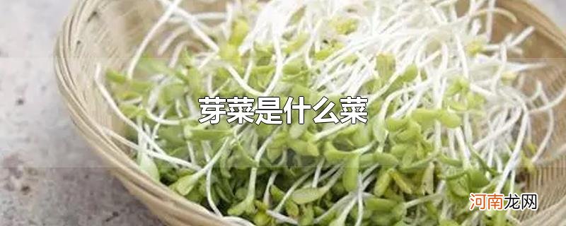 芽菜是什么菜