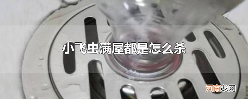 小飞虫满屋都是怎么杀