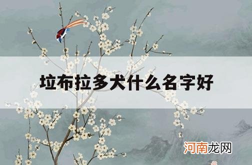 垃布拉多犬什么名字好_拉布拉多的这种狗可以起什么名字