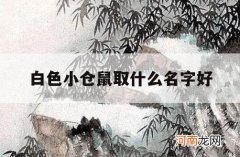 白色小仓鼠取什么名字好_仓鼠取什么名字可爱