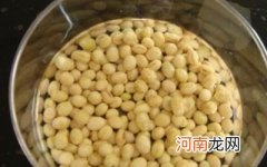 黄豆芽怎么发的技巧 豆芽怎么发最快又好