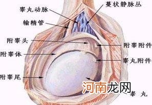 睾丸下面疼痛怎么回事