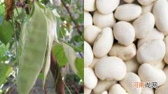 白扁豆的私房菜做法 白扁豆怎样做好吃呢
