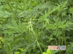 白麻叶的药用价值