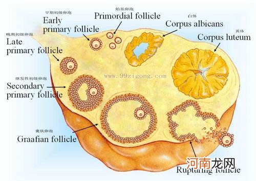 卵泡发育慢 吃什么药