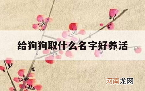 给狗狗取什么名字好养活_狗狗取个什么名字好养