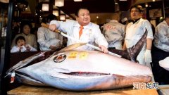 金枪鱼天价的原因 世界上最贵的鱼是什么鱼