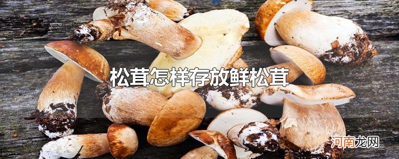 松茸怎样存放鲜松茸