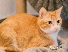 治猫咪尿结石多少钱