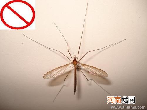 大班安全活动教案：防止蚊虫叮咬教案