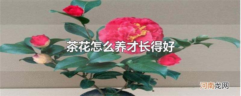 茶花怎么养才长得好