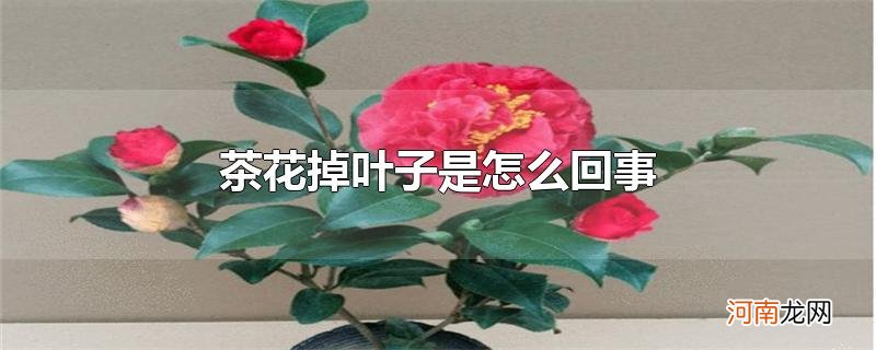 茶花掉叶子是怎么回事