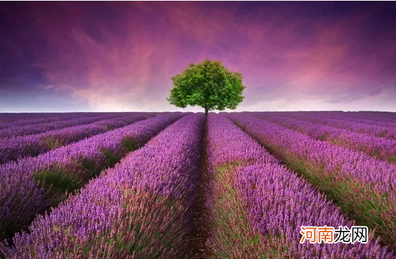 拔罐红色代表什么颜色