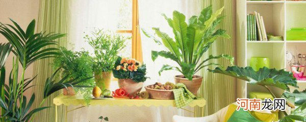 房间放什么植物对人体好 合适放在房间的植物有哪些