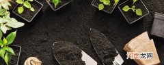 金边龙舌兰植物形态及栽培方法介绍 金边龙舌兰如何栽培