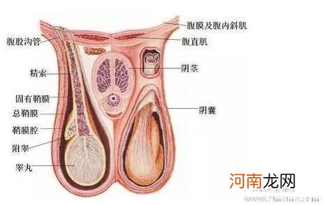 备孕知识：睾丸受伤对生育的影响