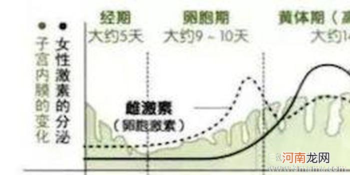 备孕知识：如何预测自己的排卵期