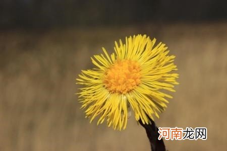 什么水果祛痰