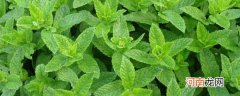 种植香草植物的五个技巧 种植香草植物的五个技巧简单介绍