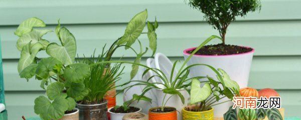 16种能去污的室内植物 16种能去污的室内植物简单介绍