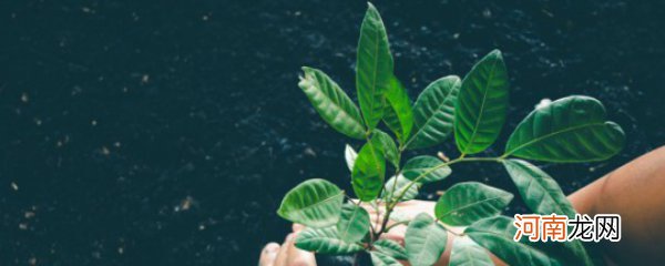 如何找到植物病害的原因 如何找到植物病害的原因