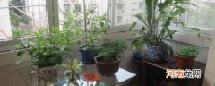合适放在阳台上的植物 如下植物合适种在阳台上