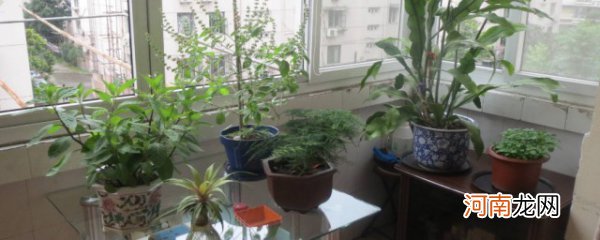 合适放在阳台上的植物 如下植物合适种在阳台上