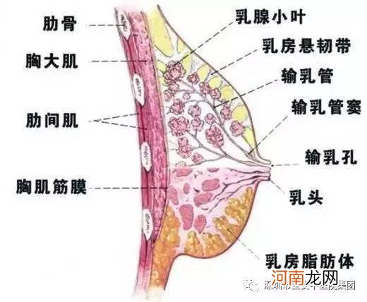 常吃什么对乳腺好