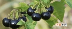 一种果实类似黑枸杞的植物 果实类似黑枸杞的植物简单介绍