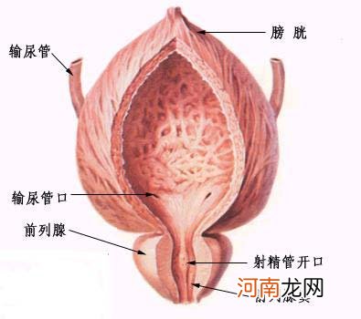 前列腺的克星食物