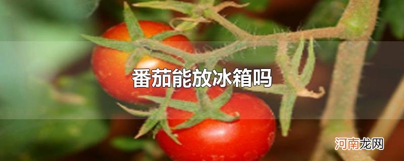 番茄能放冰箱吗