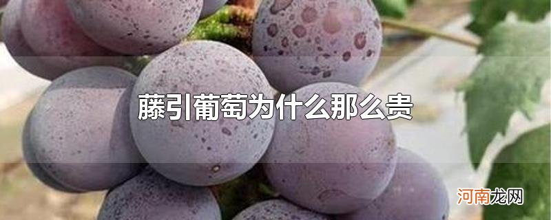 藤引葡萄为什么那么贵