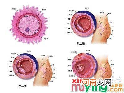 怀孕34周胎儿姿势图片