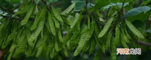 长得像扁豆可是有毒的植物是什么 如下几种长得像扁豆可是有毒的植物