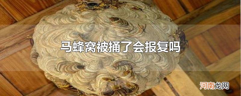 马蜂窝被捅了会报复吗