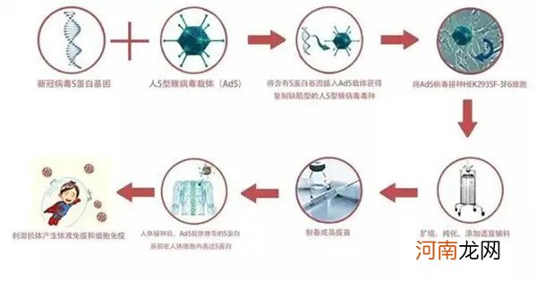 腺病毒疫苗为什么不推广 腺病毒疫苗与灭活疫苗区别