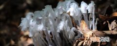 水晶兰的风水学应用 水晶兰有什么风水学应用