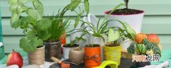 室内观叶植物的冬季管理 关于室内观叶植物的冬季管理