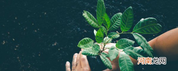 美丽优雅的观叶植物新秀 美丽优雅的观叶植物新秀有哪些