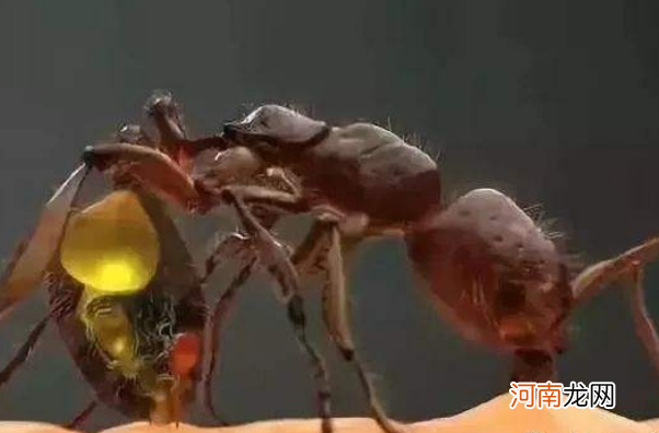 蚂蚁咬了红肿痒怎么办用什么药膏