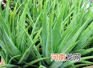 什么吃的里面带点芦荟呢