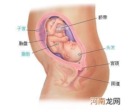 怀孕36周胎儿入盆图