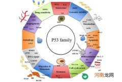 p53抑癌基因阳性是什么