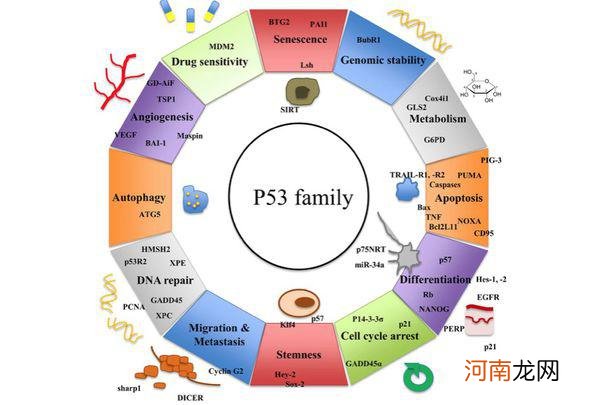 p53抑癌基因阳性是什么